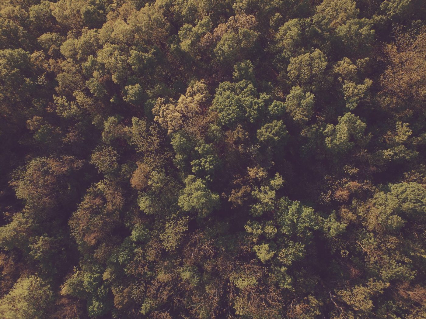 Miškas iš paukščio skrydžio